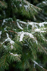 雪密闭覆盖的长青松 季节 空的 树 传统图片