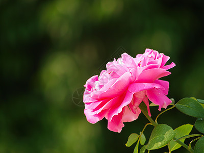 泰国清迈的粉红色自然玫瑰图片