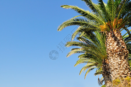 椰枣树枝 假期 巡航 天空 热带 棕榈 天堂图片