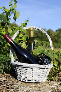 葡萄和葡萄酿 篮子 生长 庆祝 葡萄酒 水果 霞多丽 庆典图片