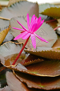粉红色盛开的莲花 夏天 荒野 植物 冥想图片
