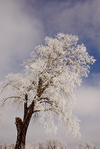 冻树图片