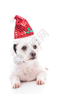 等待圣诞节的到来 小狗 乐趣 喜庆的 宠物 假期 马耳他梗背景图片