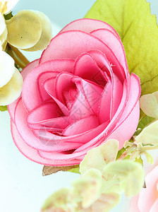 粉红玫瑰花 盛开 夏天 美丽的 幸运的 植物 爱 自然图片