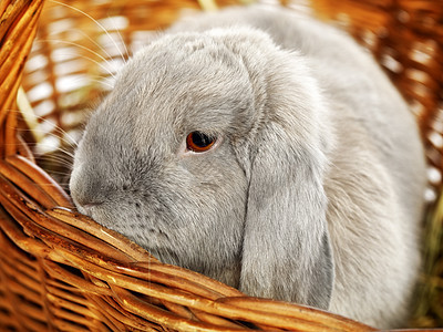 长毛兔子 野兔 啮齿动物 照片 内存 坐着 动物 脸图片