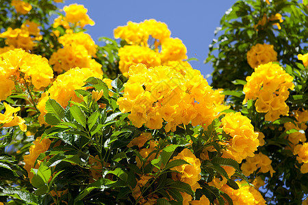 明亮热带鲜花 公园 蓝色的 户外 夏天 阳光 异国情调图片