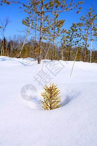 雪中小松图片