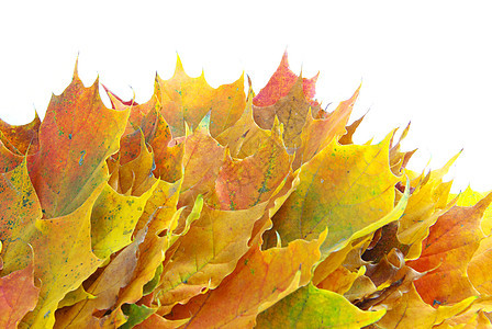 秋叶 黑色的 白色的 森林 绿色的 叶子 自然 横幅图片