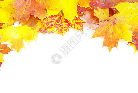 秋叶 纹理 叶子 美丽 红色的 假期 季节性的 自然 横幅图片