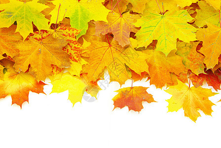 秋叶 植物 横幅 红色的 金的 橡木 秋天的 公园图片