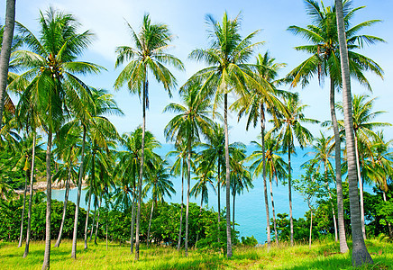 美丽的海滩 沙滩上有棕榈树 夏天 自然 植物 阳光图片