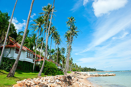 海滩上有棕榈树的漂亮房子 大溪地 游泳 波利尼西亚 海岸背景图片