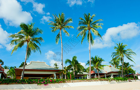海滩上有棕榈树的漂亮房子 自然 天堂 海岸 夏天图片