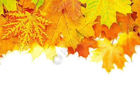 秋秋叶 黄色的 橡木 棕色的 树 黑色的 季节性的 框架 秋天的图片