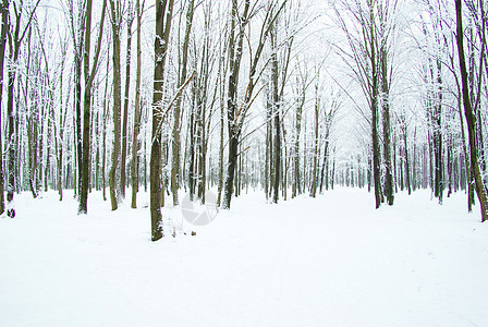 冬季森林 雪 松树 风景优美的 户外的 季节 场景 凉爽的 小路图片