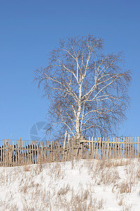 冻霜场中的单树图片