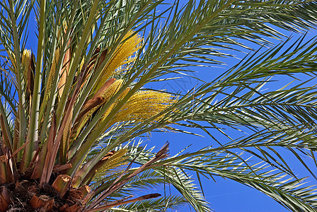 绿棕榈树和明亮的蓝蓝色清夏天空 绿松石 浪漫的 晴天图片