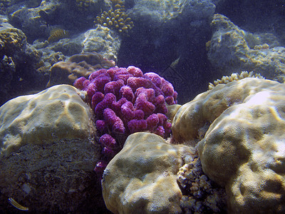 美丽的珊瑚礁关闭了水下摄影业 笑声 水肺潜水图片