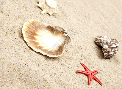 白沙上的贝壳 热带 海岸 海鱼 海 海洋图片