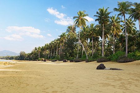 棕榈热带景观图片