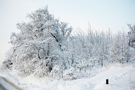 松林林 十二月 季节 自然 晴天 树 阳光 冬天高清图片