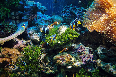 水下现场 探索 生活 殖民地 礁 埃拉特 潜水 红色的 热带图片