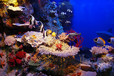 水下现场 红色的 植物群 生活 潜水 礁 假期图片