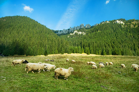 山中牧羊农场 畜牧业 山脉 秋天 塔特拉 假期 高地 树图片