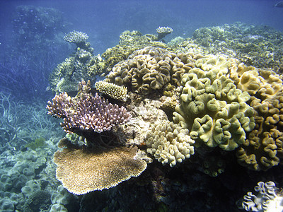大堡礁地下水下地表 扇子 娱乐 珊瑚 生态 伟大的 障碍图片