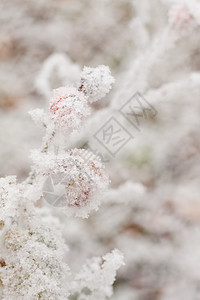 水果和雪雪图片