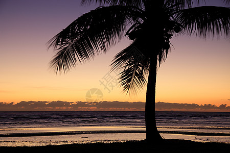 日落 棕榈树 自然 度假的感觉 加勒比 地中海背景图片