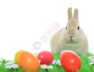 复活节兔子 复活节快乐 草地 可爱的 白色的 抽鼻子图片