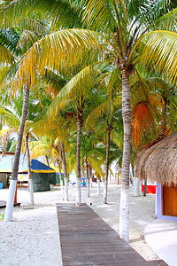 墨西哥北部海滩棕榈树 墨西哥 图片