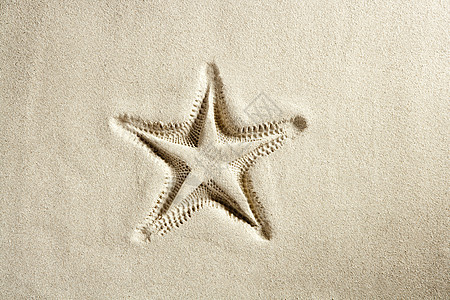 沙滩海星海星在夏季印刷白卡西比沙沙 海岸 旅行图片