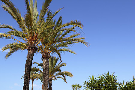 棕榈树 蓝蓝天空 加那利 场景 夏天 凤凰 美丽的 幻想图片