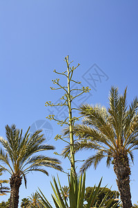 种植花朵和棕榈树图片