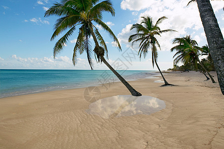 加勒比加勒比热带热带沙滩棕榈树水图片