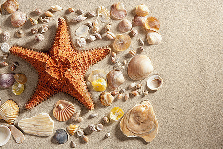沙滩白沙海海星 夏季许多蛤壳 海岸 夏天 支撑图片