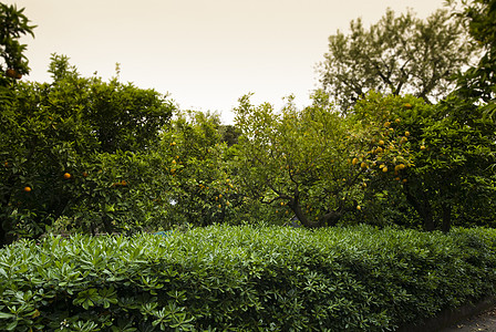 果园的花园里 有上贝罗维托多里亚酒店 树图片