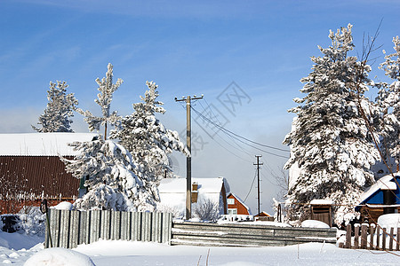 村里冬天的寒冬日 包围了长青雪的大树图片