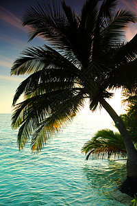 热带热带岛屿 美丽的 太阳 云 蓝色的 天堂 地平线 夏天图片