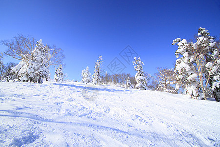 滑雪运行 日本 雪原 自然 滑雪道 滑雪胜地 寒冷的图片