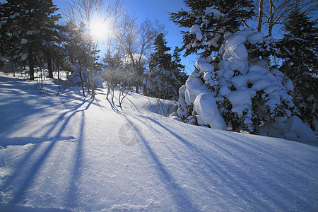 滑雪运行 日本 蓝色的 冰 八幡平 粉雪 阳光 冬天 雪原图片