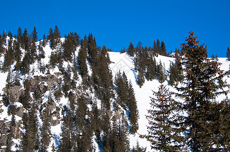雪雪山 冷杉 水晶 滑雪 奥地利 运动 粉末 阿尔卑斯山图片