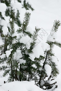 长绿毛草树 雪花 冰 美丽 霜 森林 下雪 季节图片