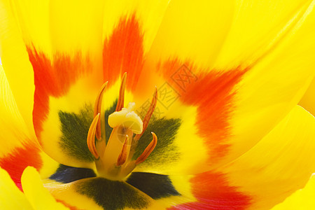 美丽的黄色郁金香的柔软抽象图像背景图片