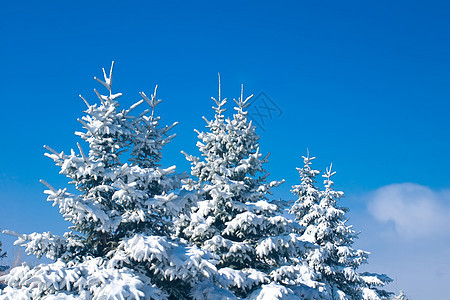 冬季的森林   雪树图片
