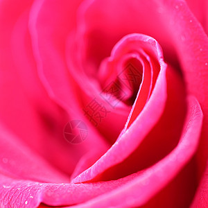 红玫瑰 美丽 香气 花 宏观 假期 卡片 花园 念日图片