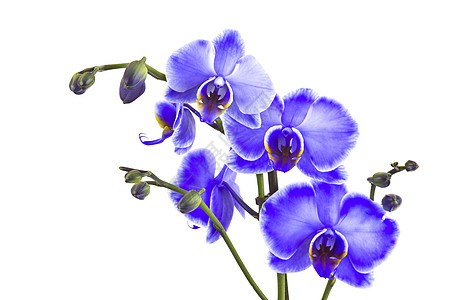 美丽的紫紫兰兰花 春天 农村 开花 植物群 植物学图片