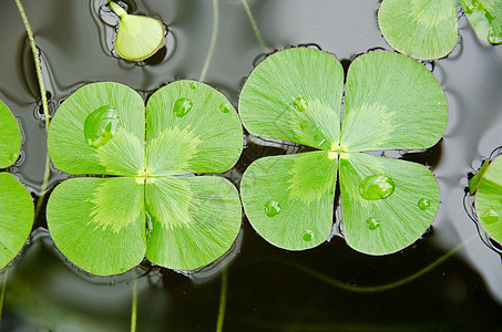 水三叶 花园 湖 假期 池塘 季节 植物学 春天图片